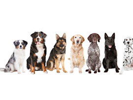 A lineup of some of the best large dog breeds sits against a white background, including an Australian Shepherd, Bernese Mountain Dog, German Shepherd, Labrador Retriever, German Shorthaired Pointer, Belgian Shepherd, and Dalmatian—showcasing the variety among the best big dogs for families and active owners.