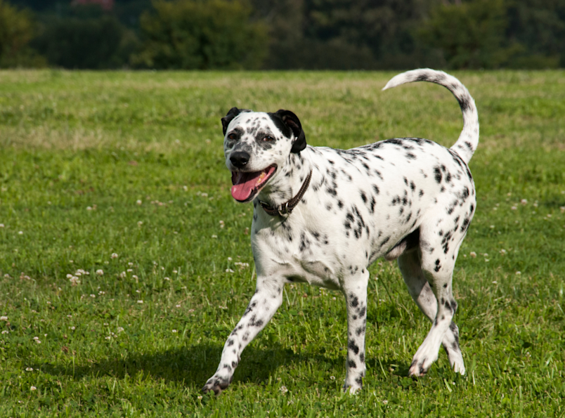 A happy black-and-white dog walking on the greeny fields of grass. Domino would be such a cute name of this black-and-white dalmatian, but really with this variation of color, there are lots of unique choices for a black-and-white dog name out there.