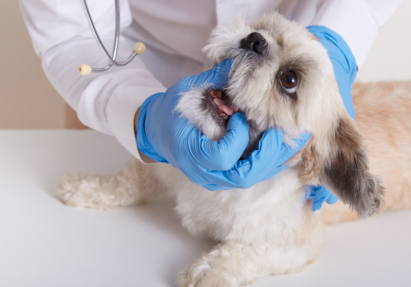 This small dog is seen being checked up by the local veterinarian to avoid any complications from dog dental cleaning.