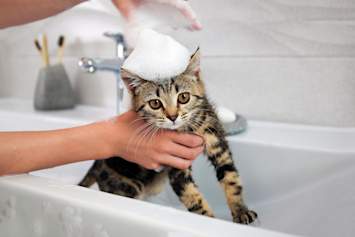 Kitten in Sink Getting Bath for Fleas