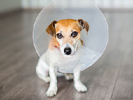 puppy in a cone after neuter surgery