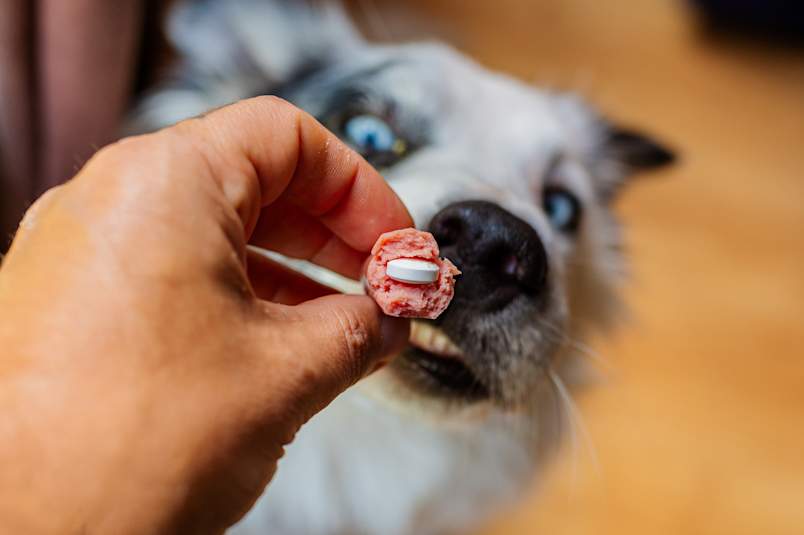 A hand offers a blue-eyed dog a white pill tucked inside a soft pink treat, the familiar trick for getting a dog to take its medication.