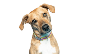dog tilting its head