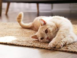 A cream-colored cat stretches out on a woven jute rug in a sunny living room, paws extended forward. While this cat looks relaxed, extended paws like these offer a good opportunity to check for common nail issues — including ingrown cat claws, overgrown cat claws, and a cat claw growing into the pad.