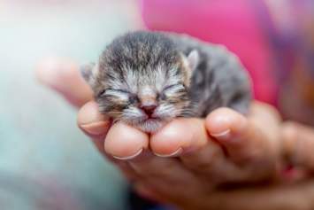 Kitten being held by its owner with its eyes still closed