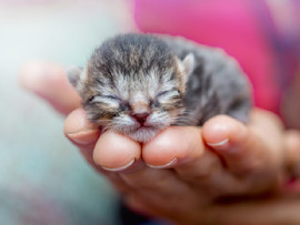 Kitten being held by its owner with its eyes still closed