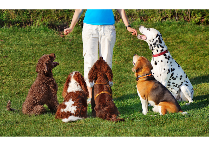 This heartwarming scene shows a trainer working with dogs, demonstrating how positive training methods can address why dogs howl excessively.