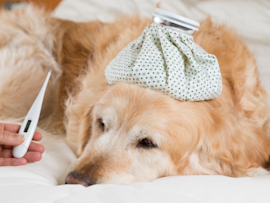 A sick Golden Retriever with an ice pack on its head and a thermometer nearby, showing how to tell if your dog has a fever through common symptoms and temperature monitoring at home.