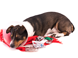A small dog wearing a protective cone collar lies beside scattered medication pills and blister packs, illustrating the importance of proper pain meds for dogs.