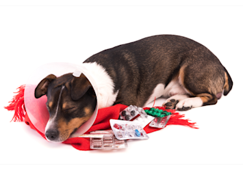 A small dog wearing a protective cone collar lies beside scattered medication pills and blister packs, illustrating the importance of proper pain meds for dogs.
