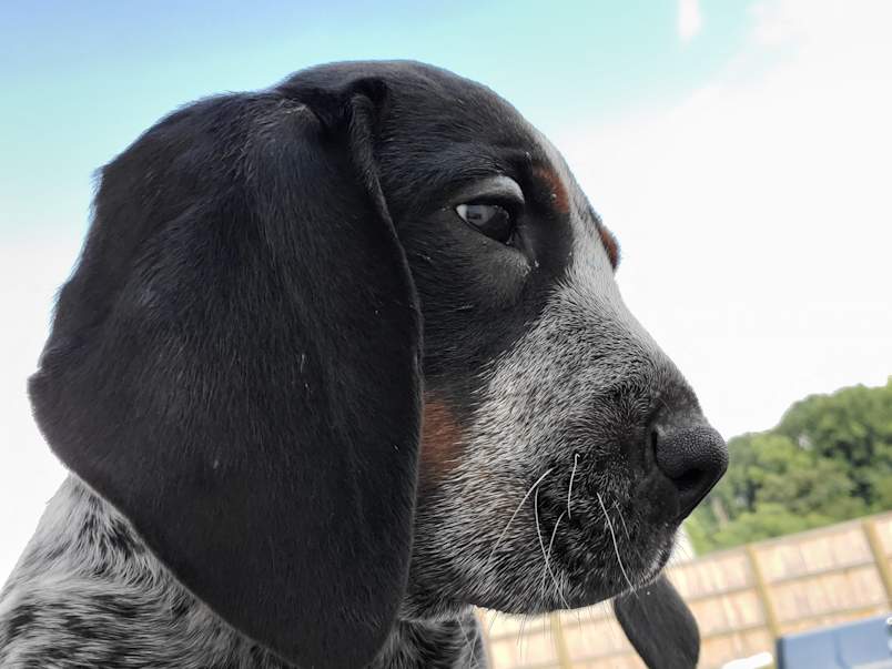 This attentive dog's curious nature could lead to a dog bee sting, especially around the sensitive muzzle area.