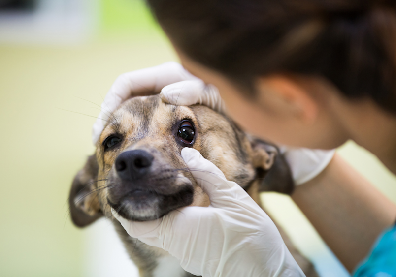 A human checking for symptoms associated with black spots in dogs' eyes like changes in eye color or appearance, visible swelling or redness, changes in pupil size or shape, and a cloudy appearance in the eye.