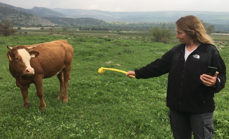 An early Nanoscent prototype being used to detect bovine pregnancy.