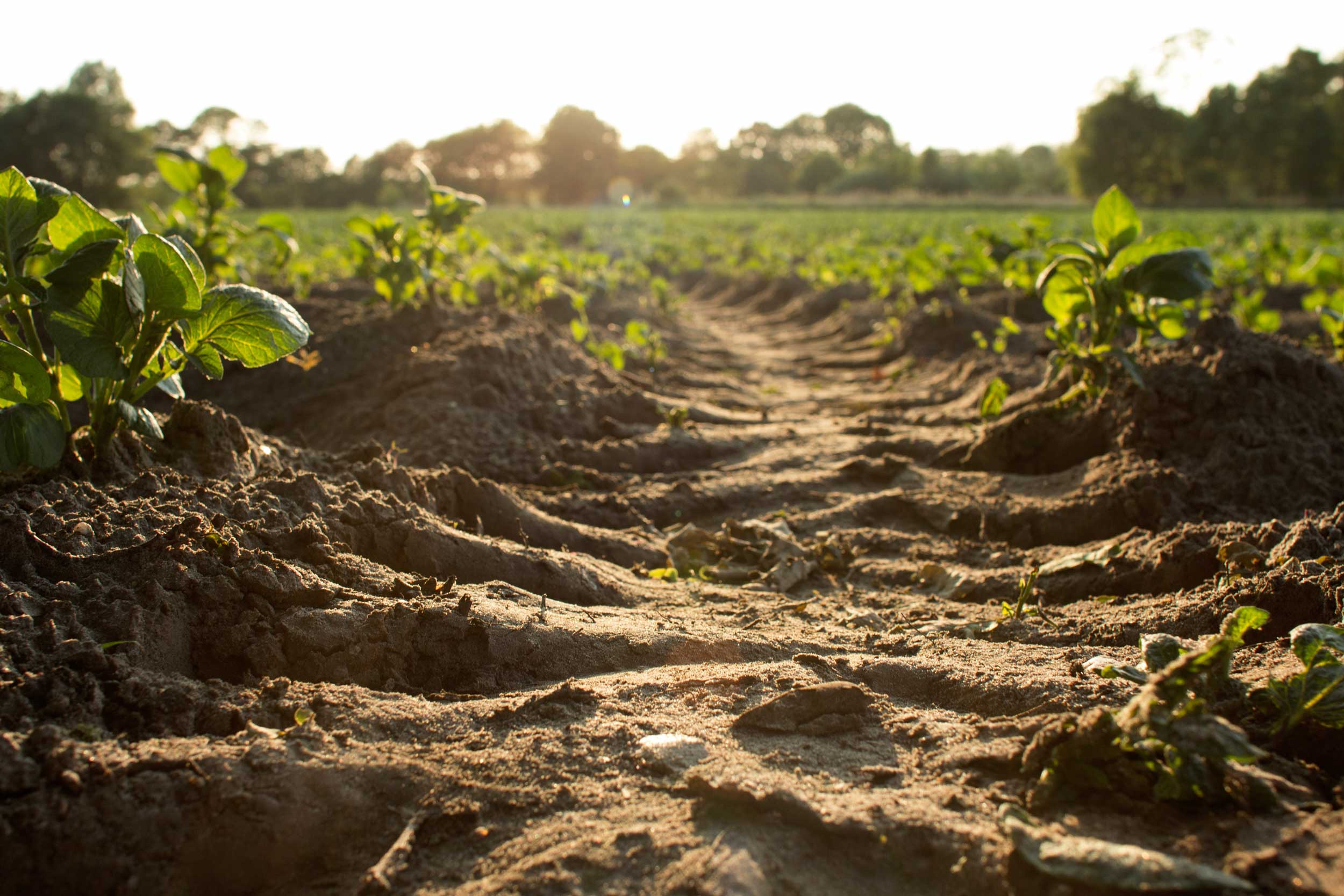 State-level Consultation on a Roadmap for nature-based and climate resilient livelihoods in Maharashtra