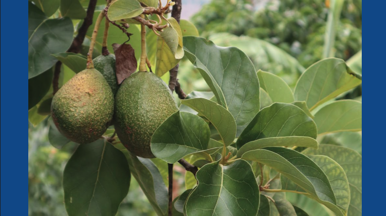 True Cost Accounting and Dietary Patterns: A Strategy for Transformative Food Systems