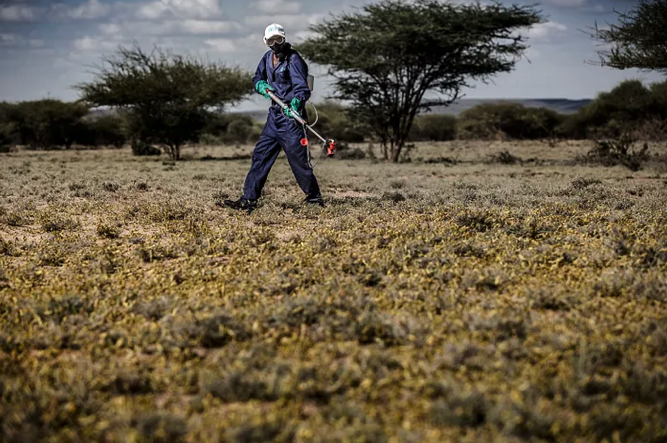 A member of Kenya’s NYS—National Youth Service—sprays pesticides in an area infested with hopper bands of desert locust near Lokichar, Turkana County, Kenya on June 7, 2020. ©FAO/Luis Tato.
