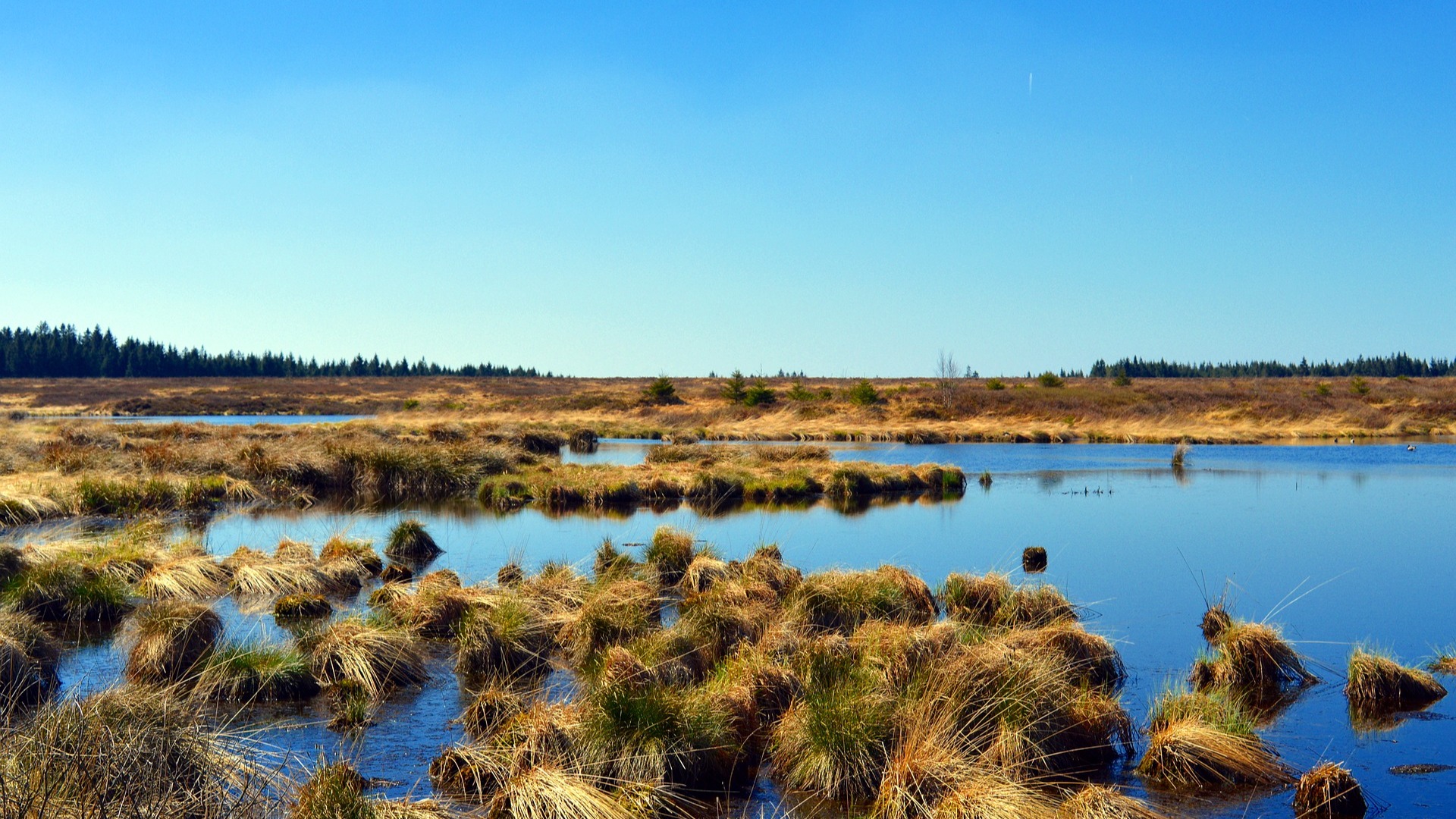 Conserve and restore peatlands to slash global emissions