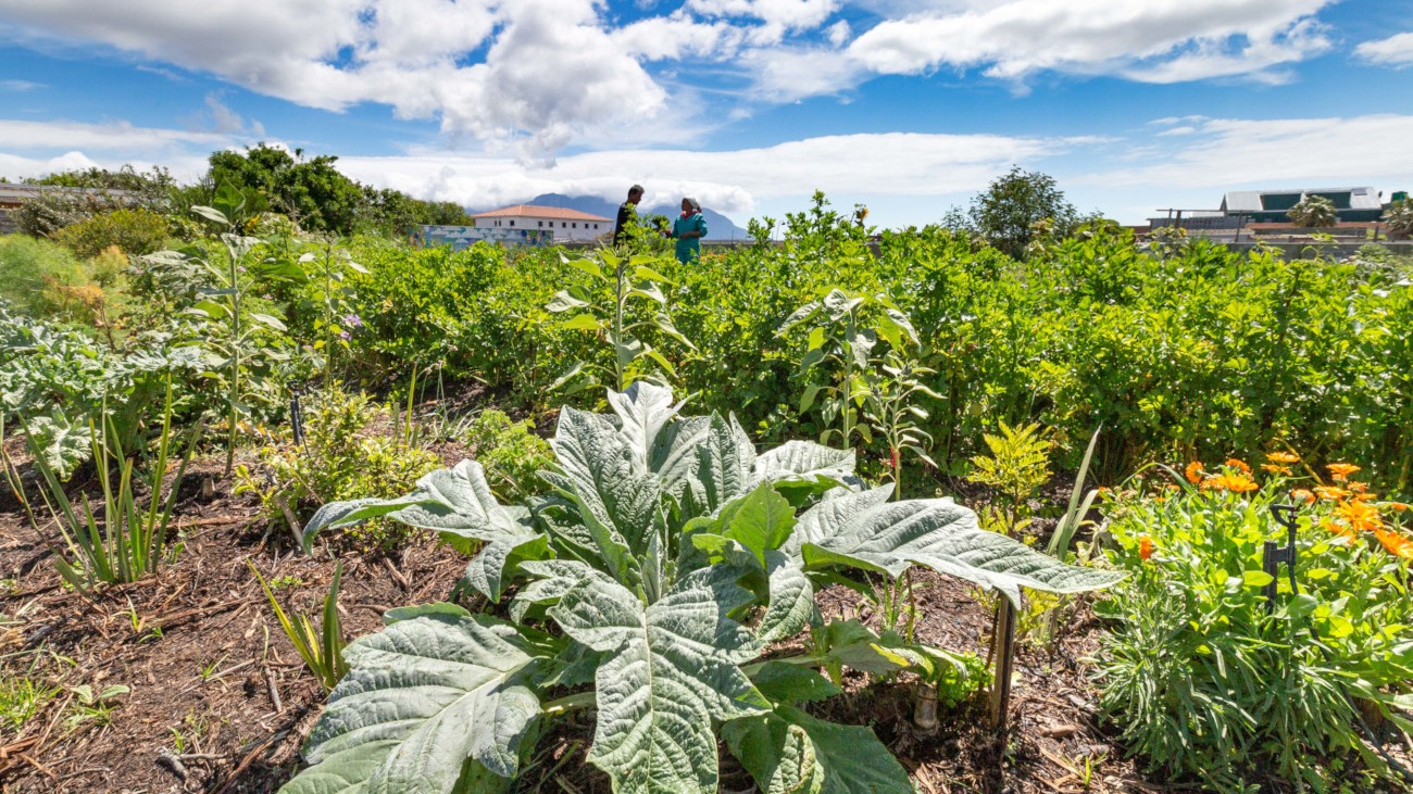 Hungry for Change: The Politics of Food in South Africa