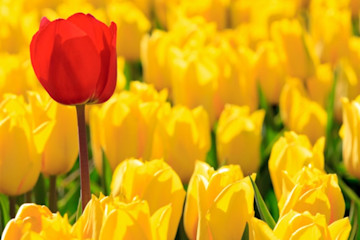 shutterstock 54274987