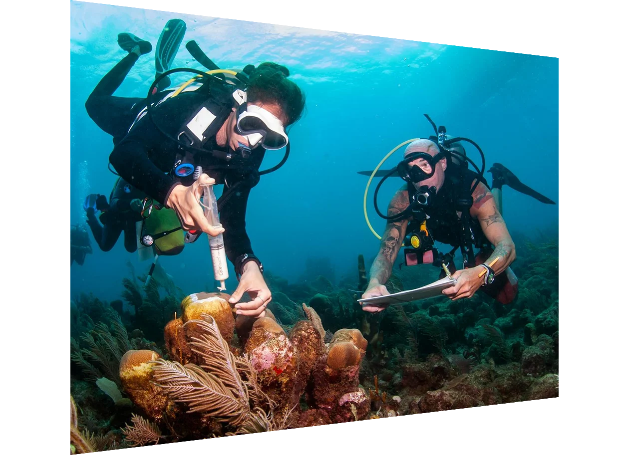 Marine biologist applying antibiotic to treat sick coral
