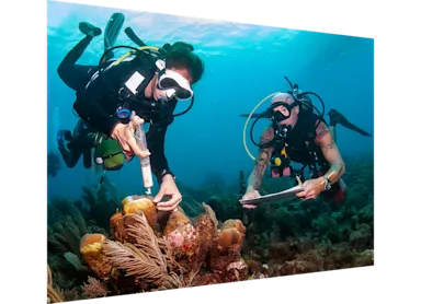 Marine biologist applying antibiotic to treat sick coral
