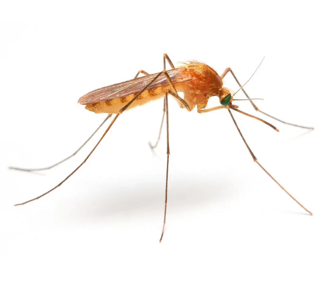 anopheles Mosquito