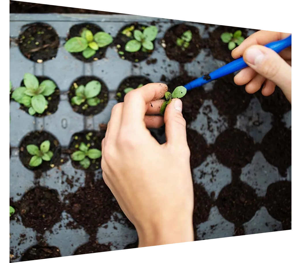 Gardener planting seedlings in a plastic tray