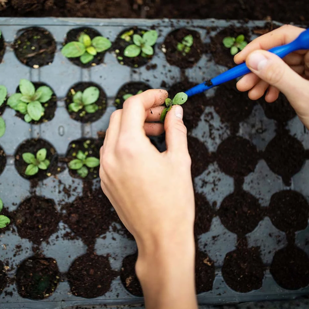A plant seedling on hand