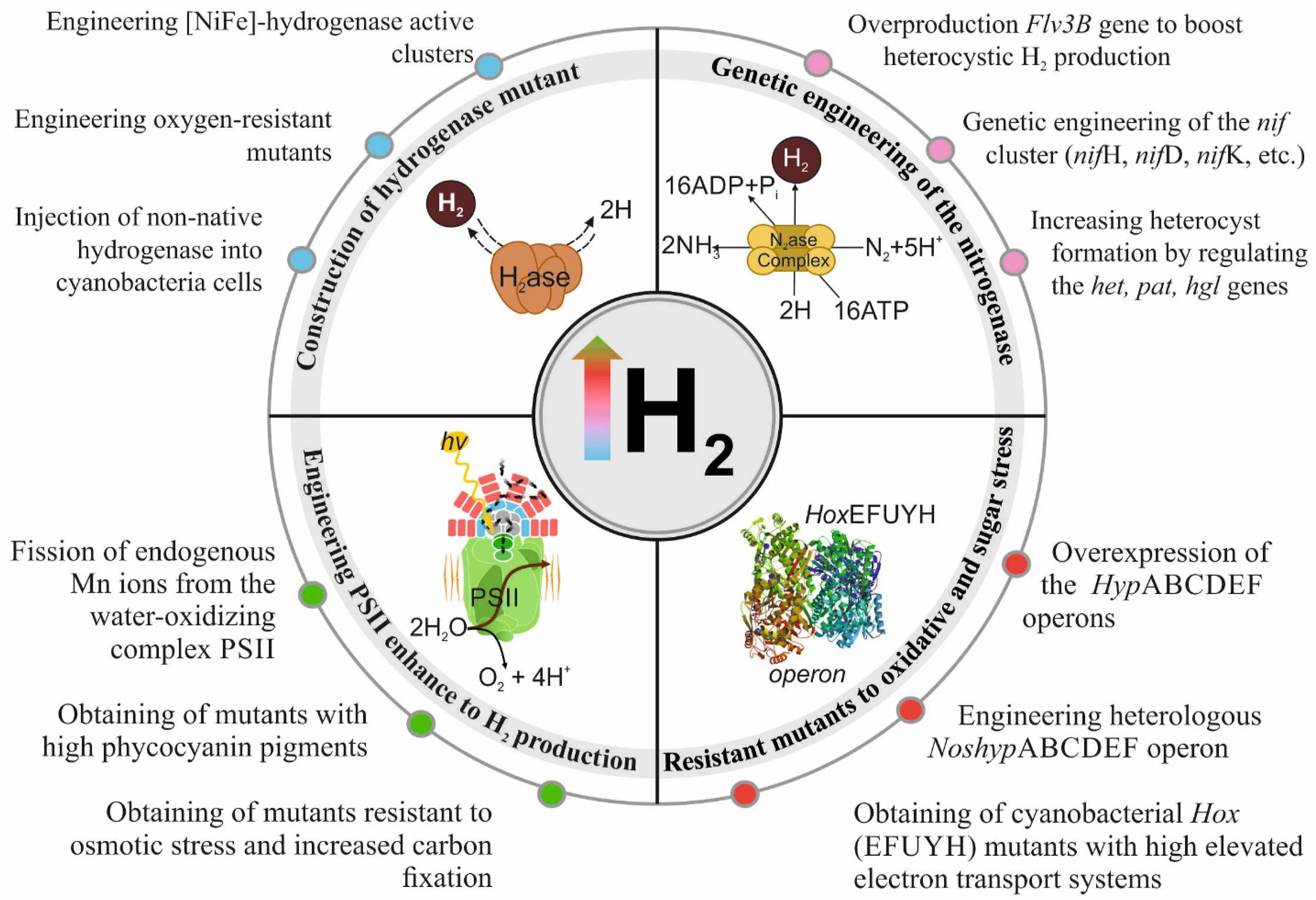 Graph: Pathways to increase H2 cleavage in cyanobacterial strains