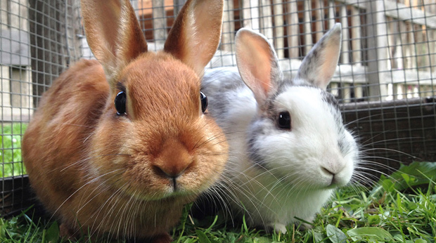 bunny animal shelter near me