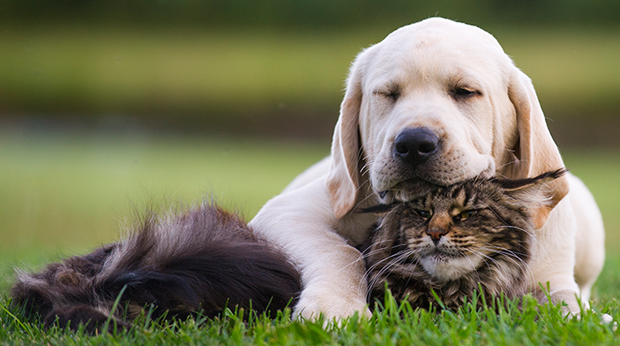 cat breeds friendly with dogs
