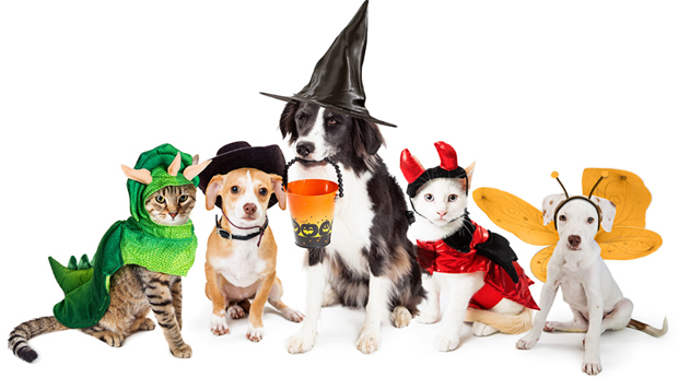 Keep Your Pets Safe This Halloween!