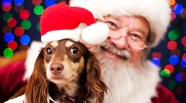 Hot Trend: Pet Pictures With Santa!