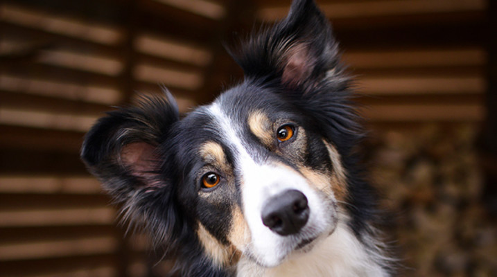 Do Our Dogs Recognize Our Faces? Do Our Dogs Recognize Our Faces?