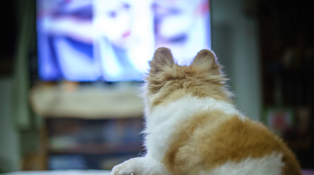 dog watches tv intelligence