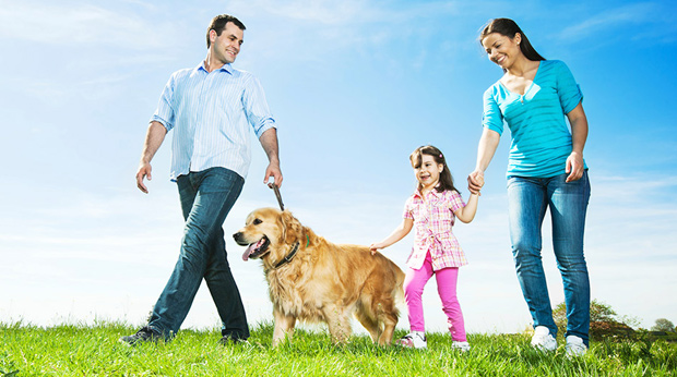 family companion dogs