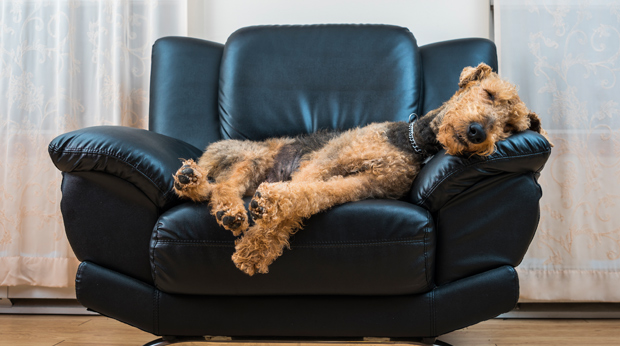 sounds that make dogs calm