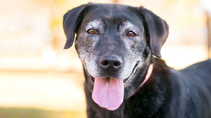 Is Your Dog Going Gray? Is Your Dog Going Gray?