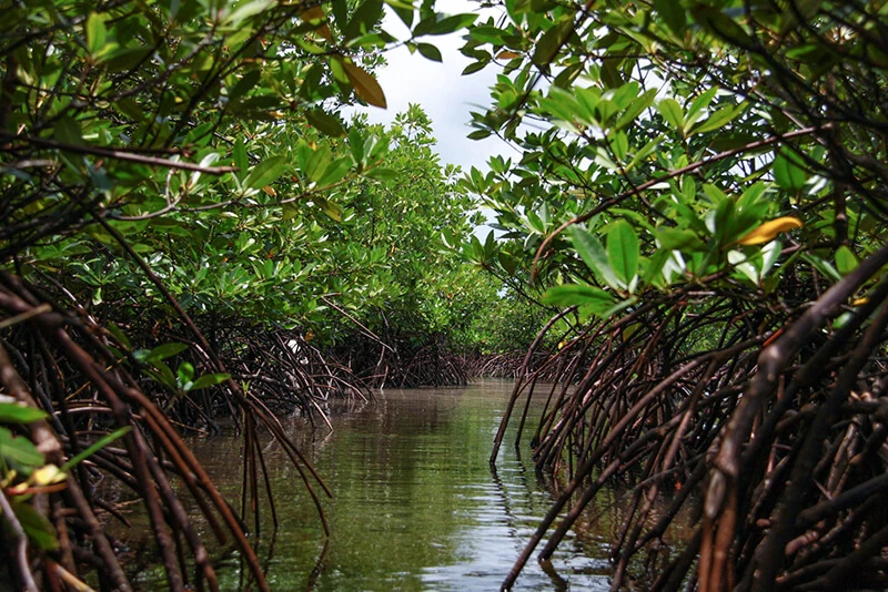 Picture of Palawan mangroves