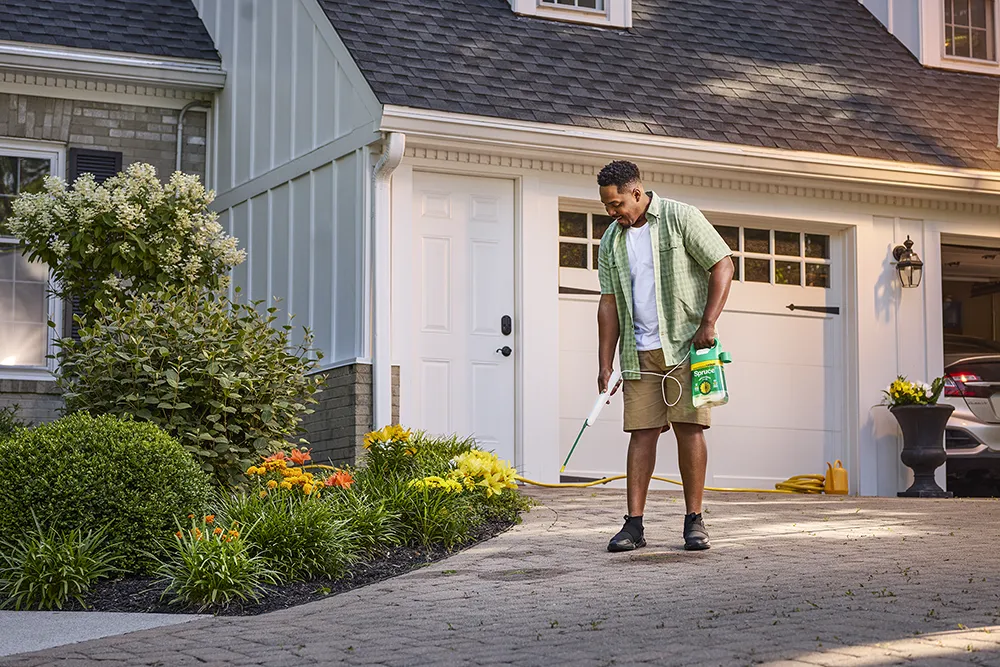 A black man in brown shorts and green shirt stands in his driveway. He holds a bottle of weed product and sprays along the driveway.
