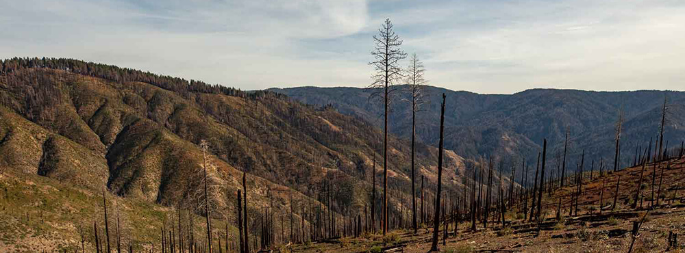 California Wildfire Restoration Pilot Project