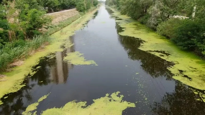 Still water in a canal with green algae.
