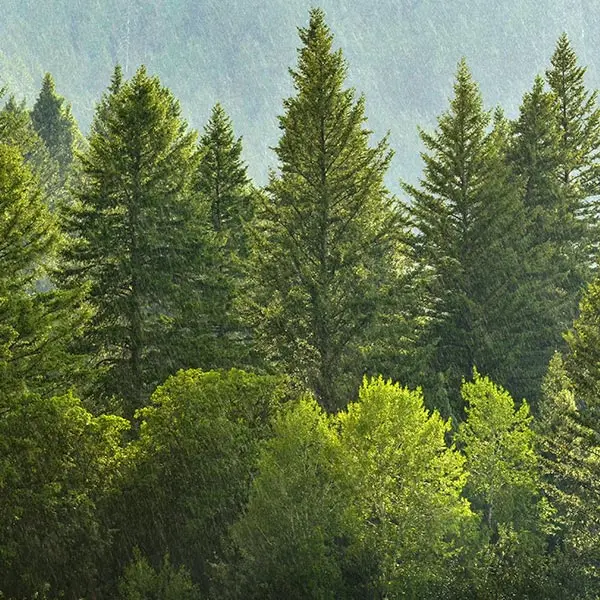 Image of a forest