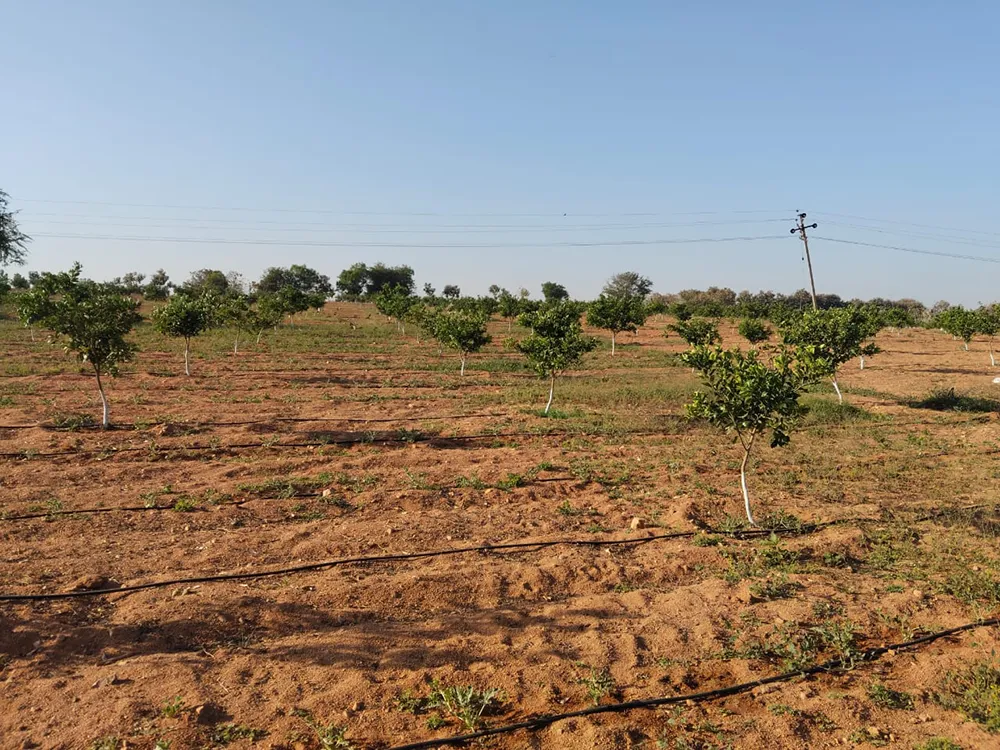 Fields with drip irrigation lines installed.