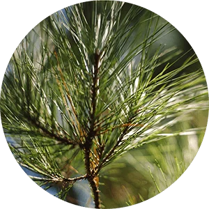 International Forestry Day
