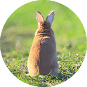 Our Commitment to #BeCrueltyFree