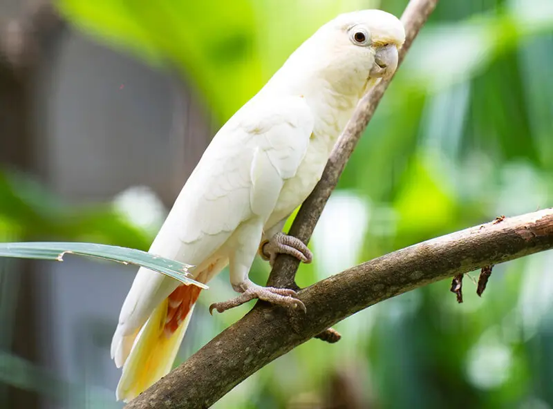 Picture of Palawan cockatoo