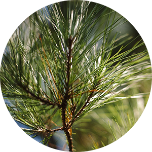 Pineneedles