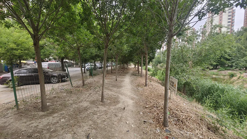 A dry canal bank with trees and dirt.