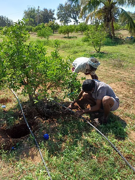 People installing irrigation equipment near growing plants.